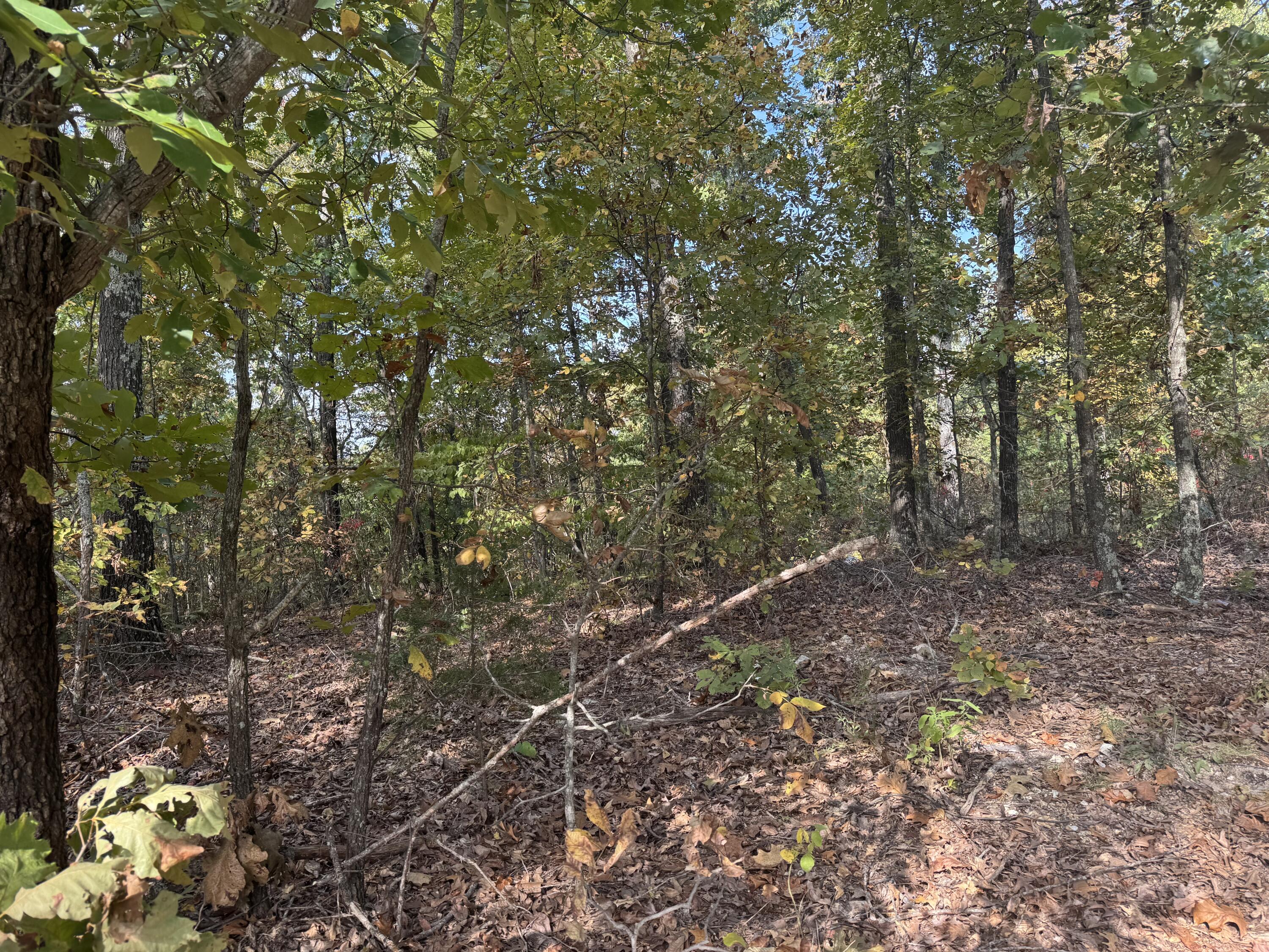 Photo 3 - Land for sale – 000  Tbd Yy Highway   Norwood, MO