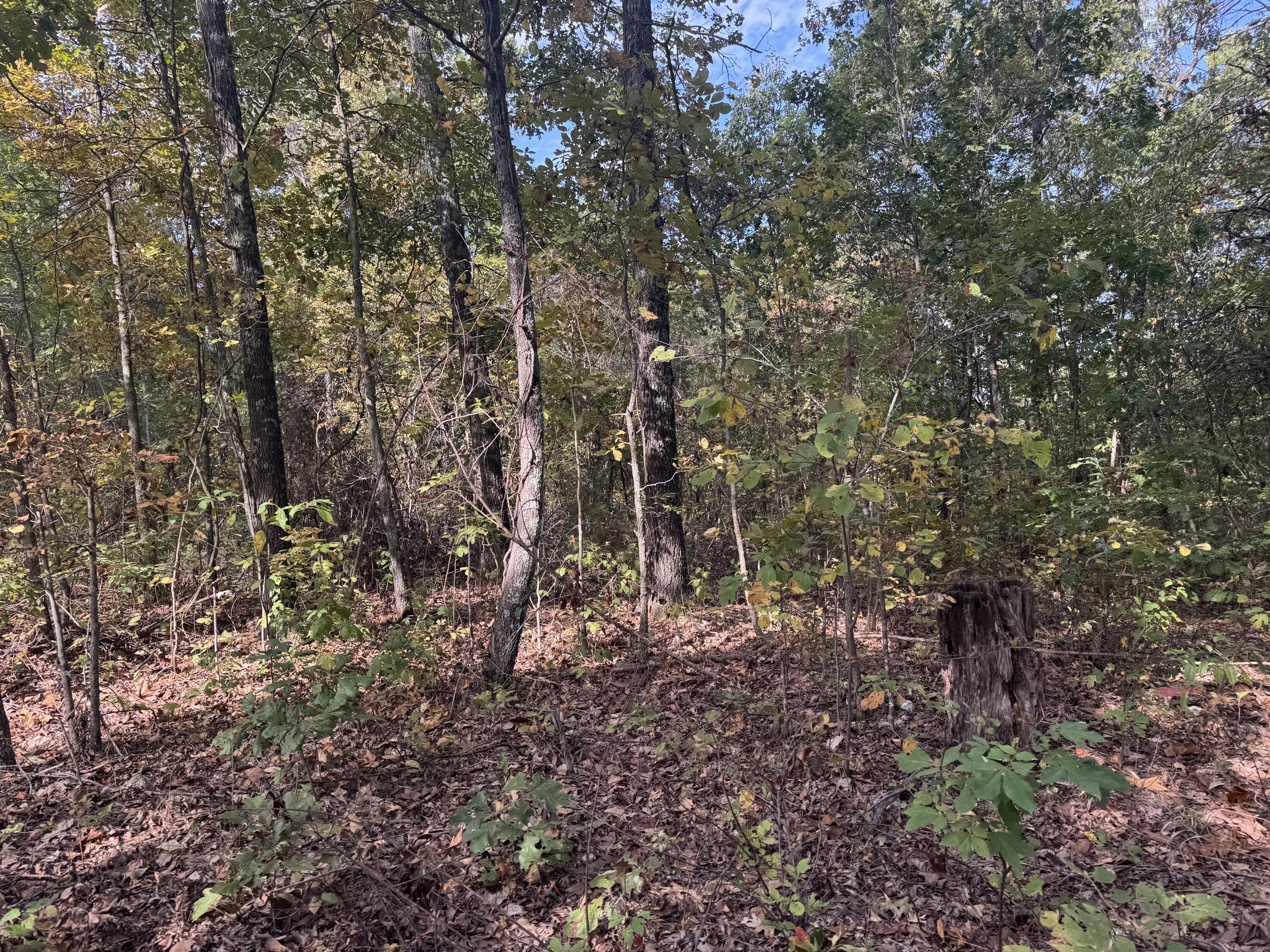 Photo 2 - Land for sale – 000  Tbd Yy Highway   Norwood, MO