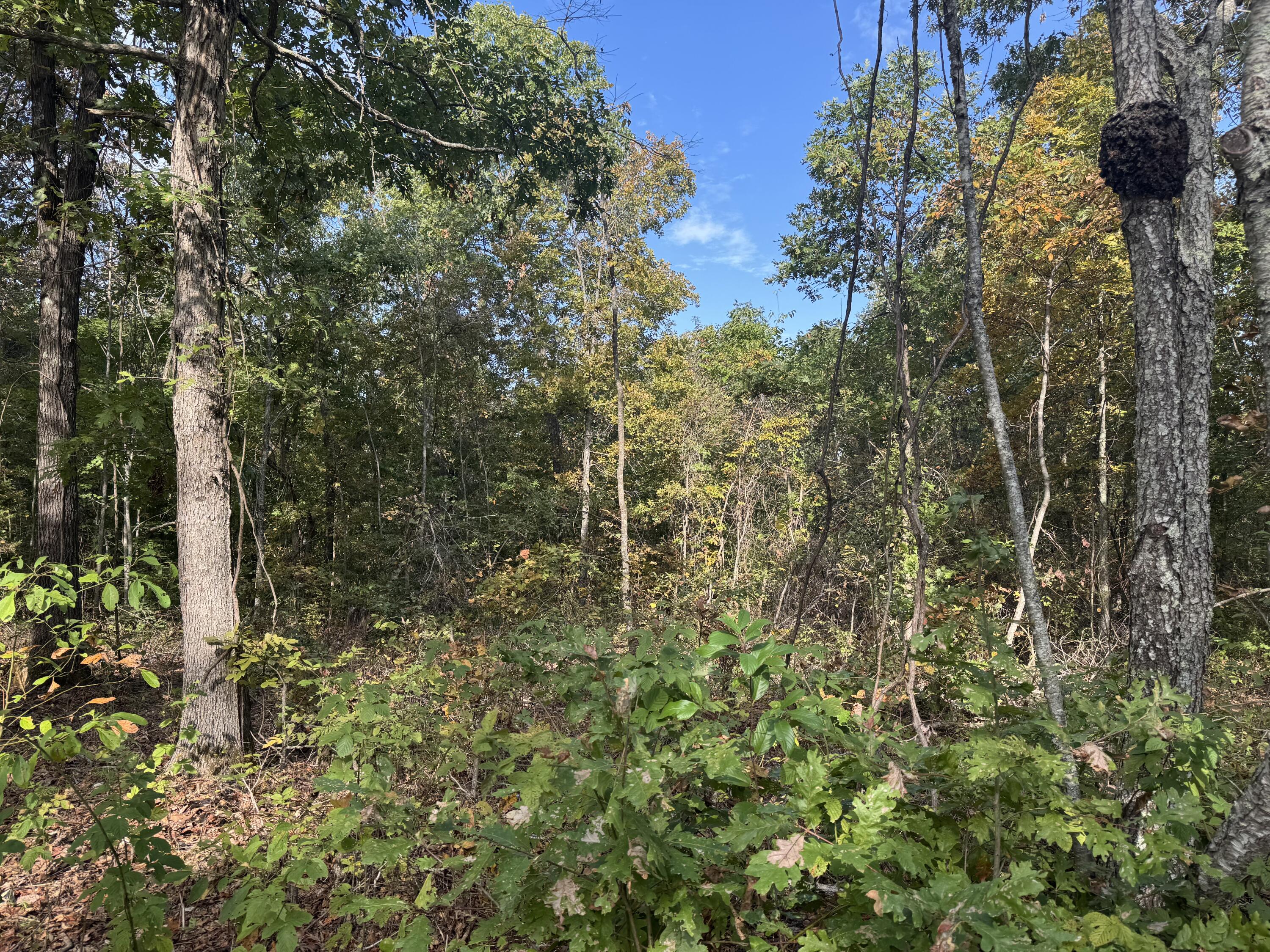 Photo 4 - Land for sale – 000  Tbd Yy Highway   Norwood, MO