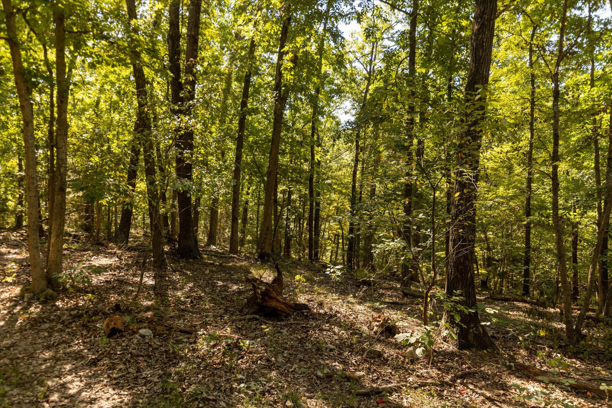 Photo 22 - Land for sale – 000  Watts Road  Rogersville, MO
