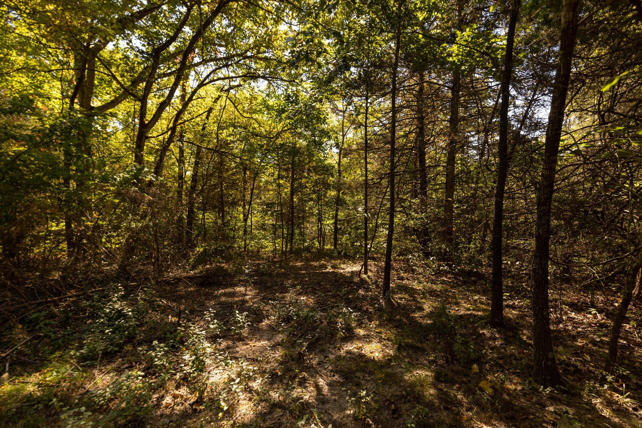 Photo 34 - Land for sale – 000  Watts Road  Rogersville, MO