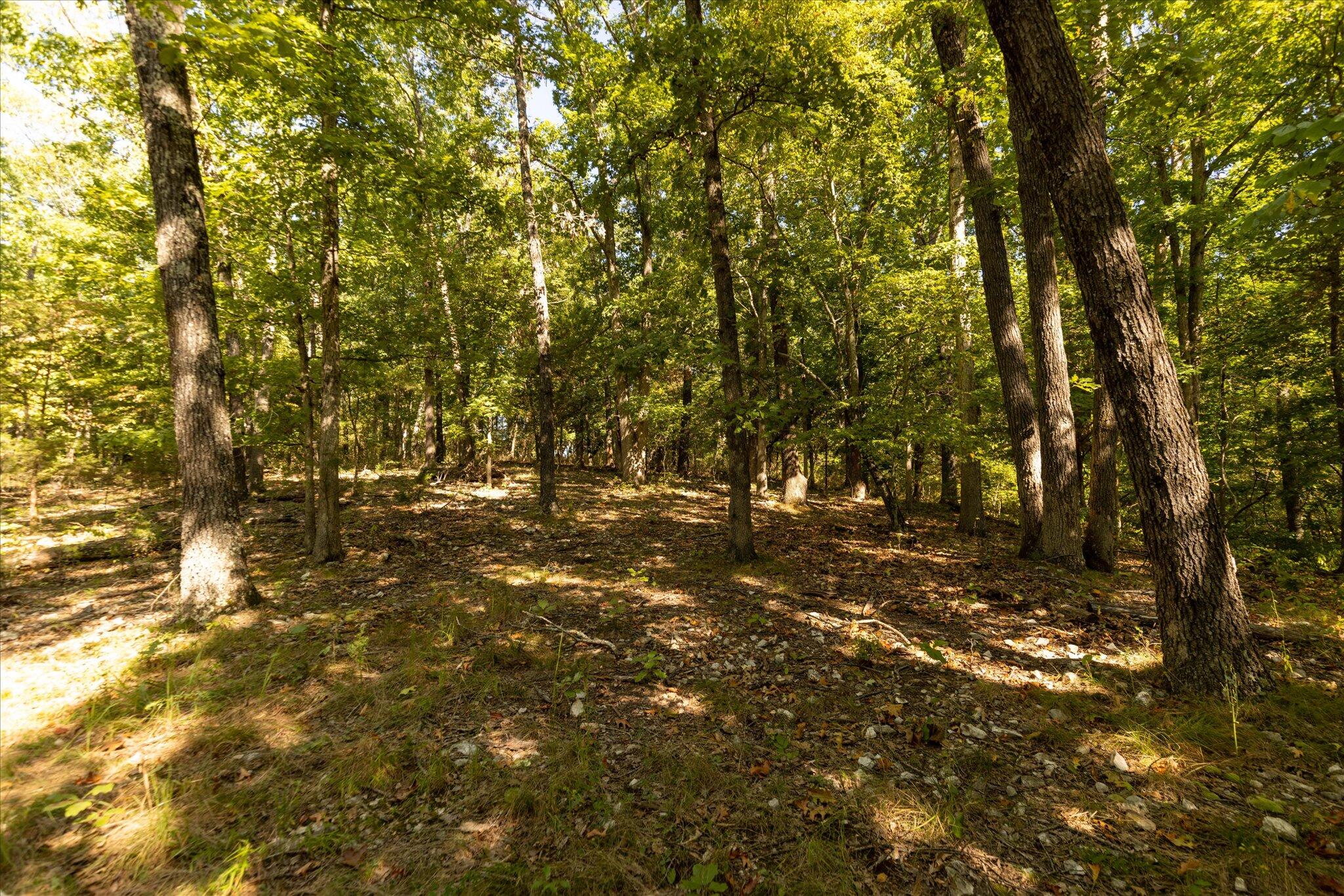 Photo 25 - Land for sale – 000  Watts Road  Rogersville, MO