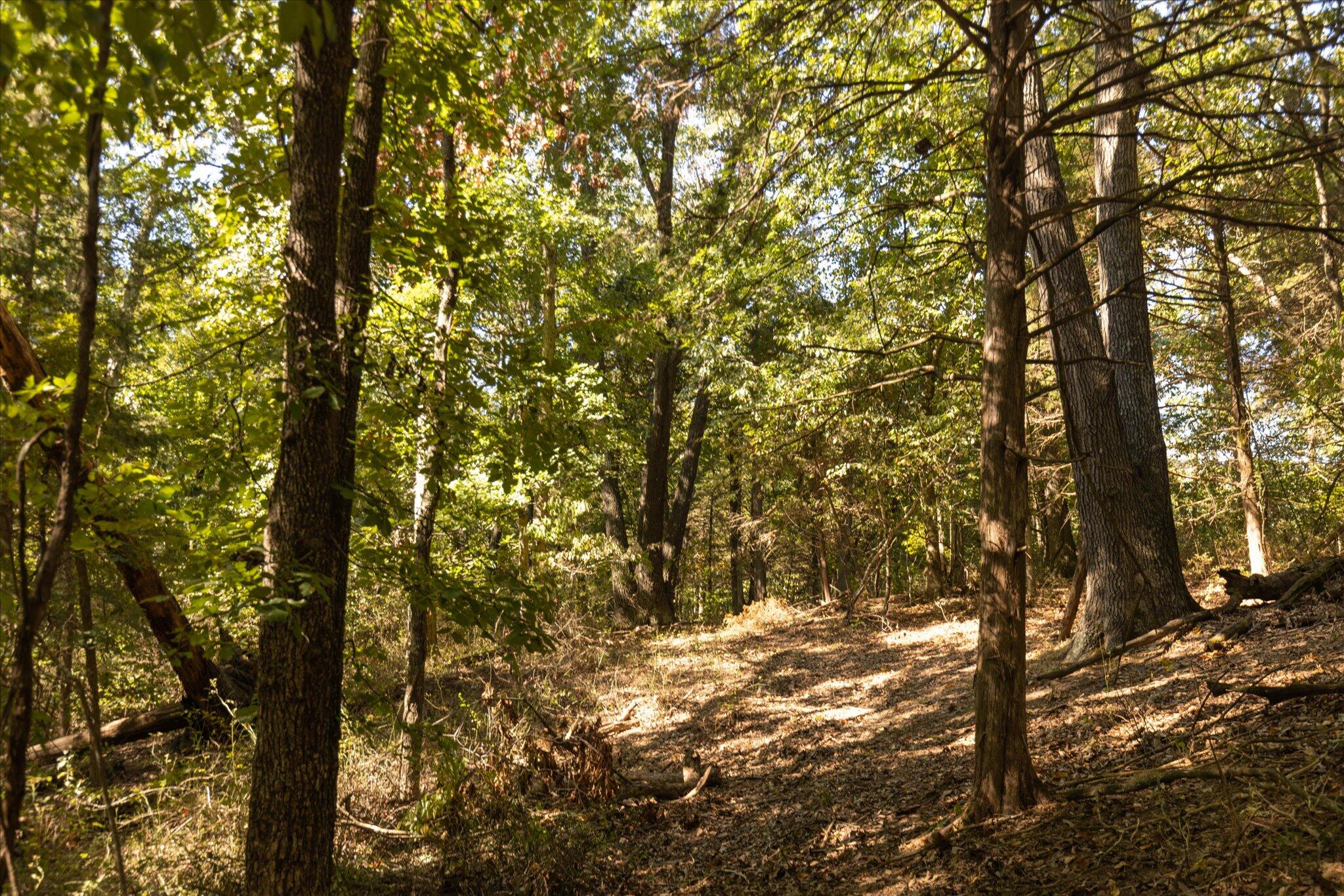 Photo 29 - Land for sale – 000  Watts Road  Rogersville, MO