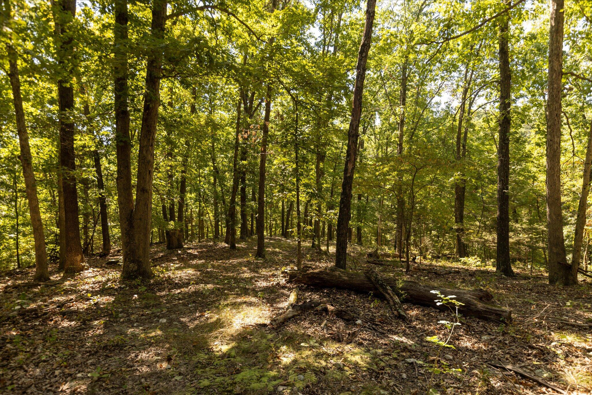Photo 23 - Land for sale – 000  Watts Road  Rogersville, MO