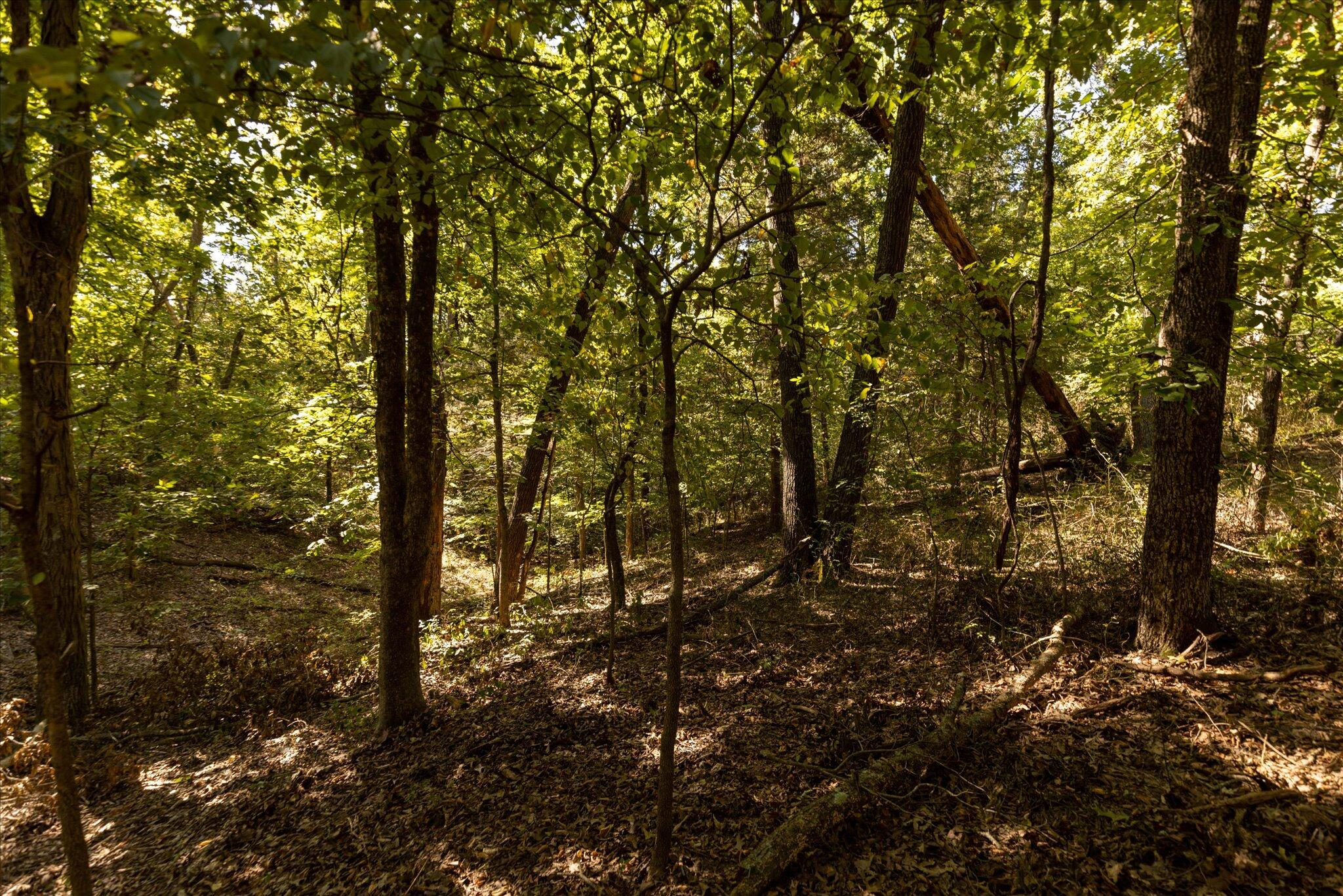 Photo 30 - Land for sale – 000  Watts Road  Rogersville, MO