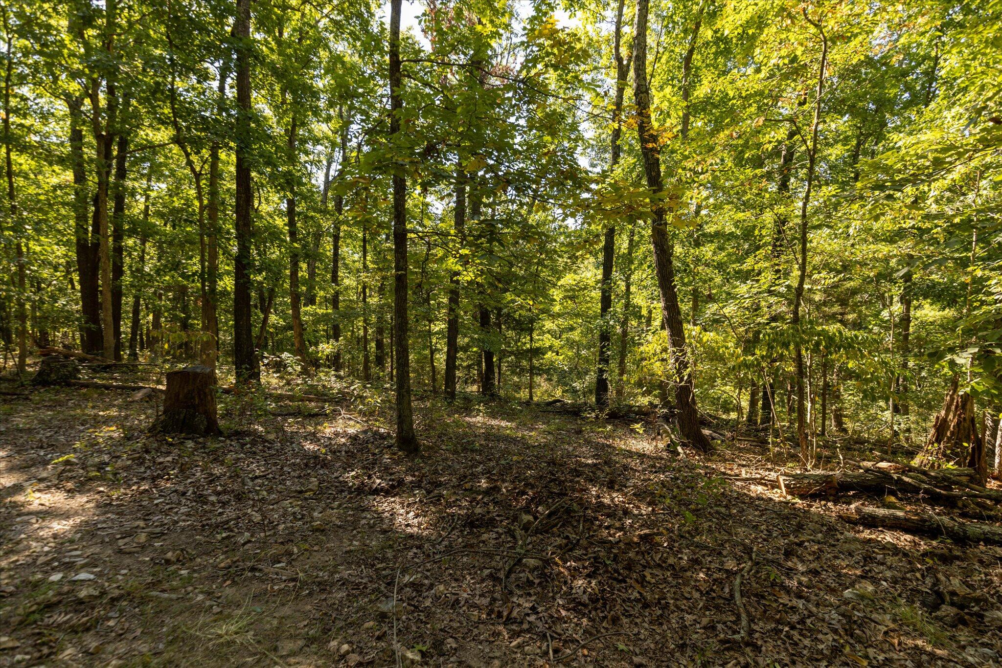 Photo 19 - Land for sale – 000  Watts Road  Rogersville, MO