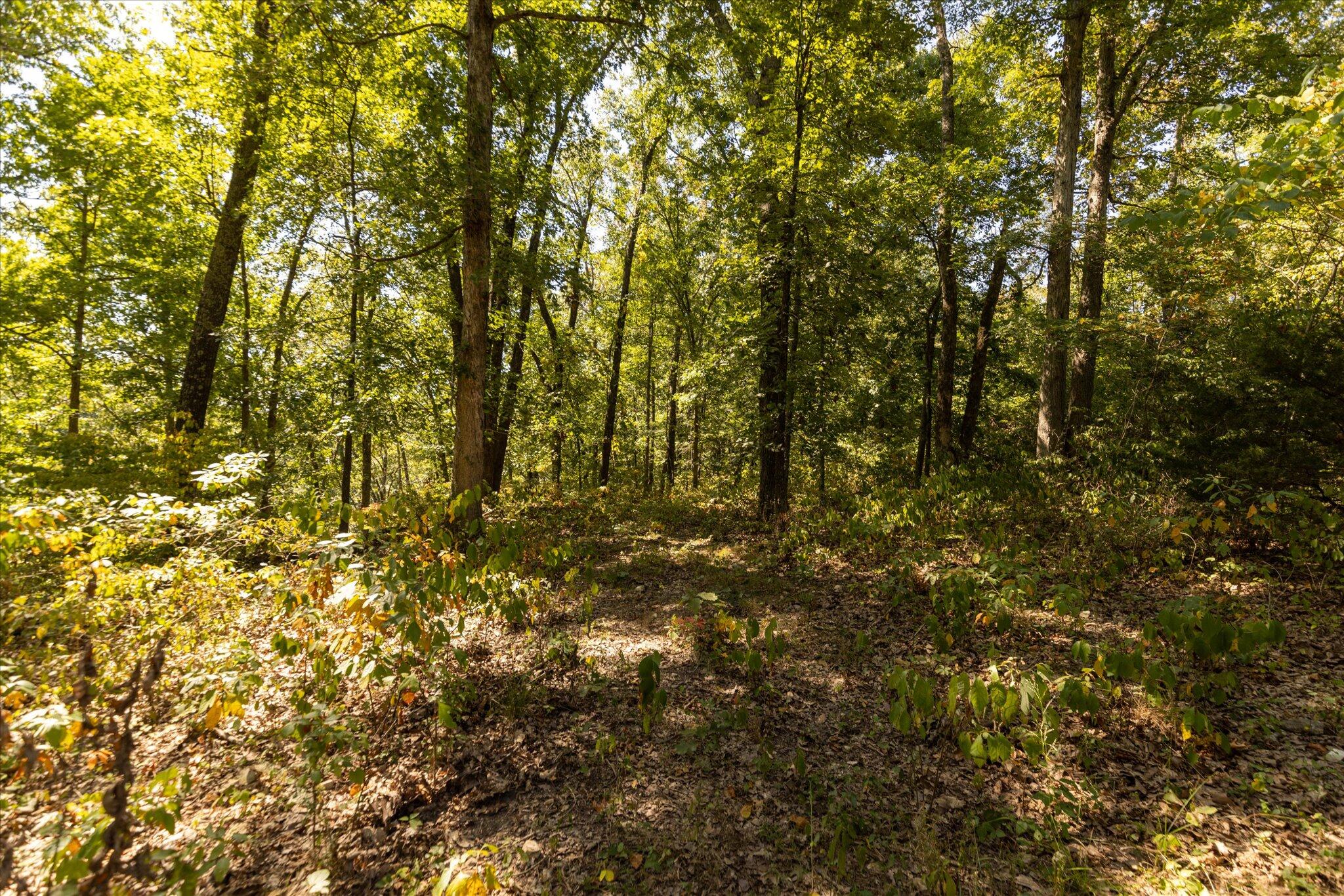 Photo 37 - Land for sale – 000  Watts Road  Rogersville, MO
