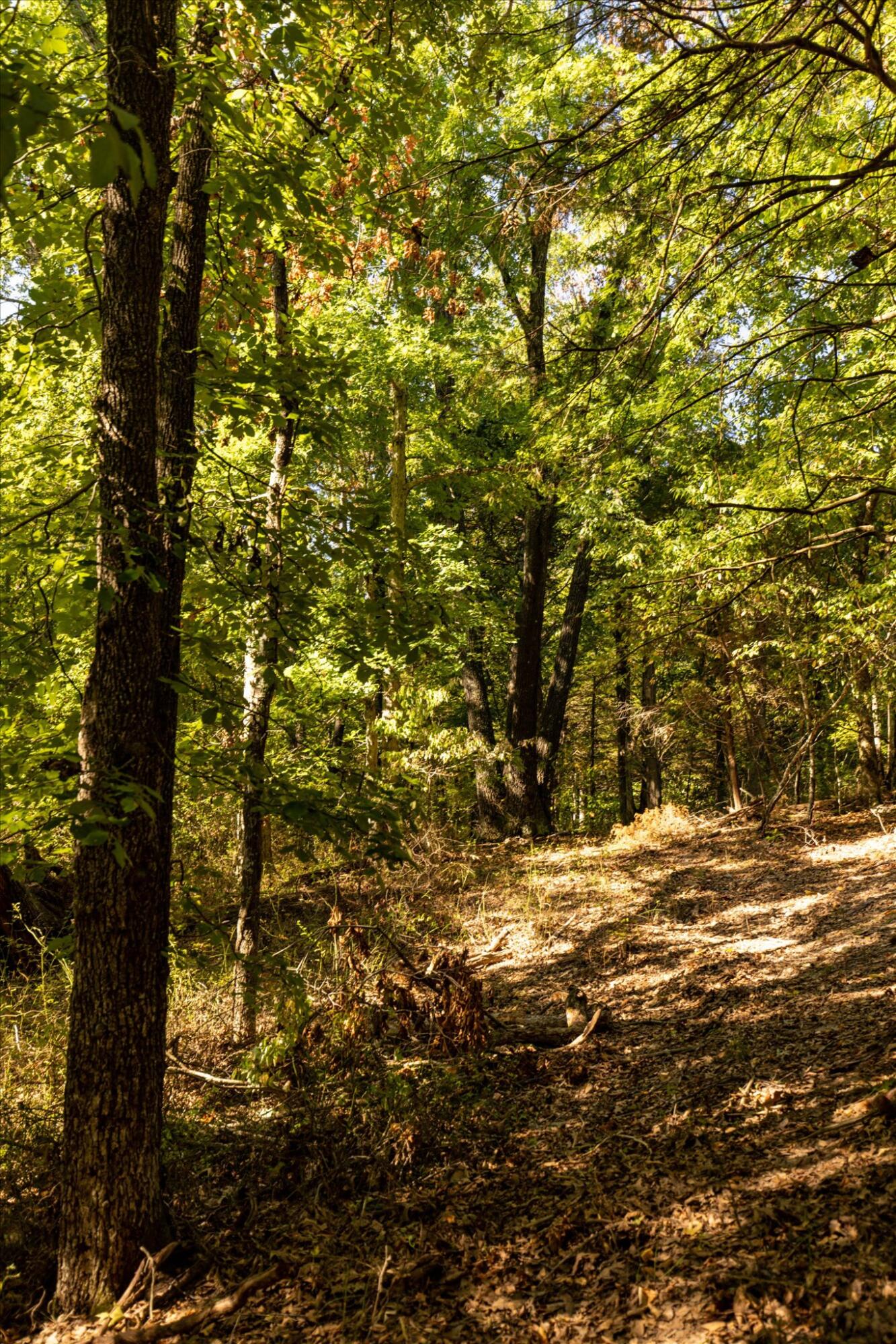 Photo 28 - Land for sale – 000  Watts Road  Rogersville, MO