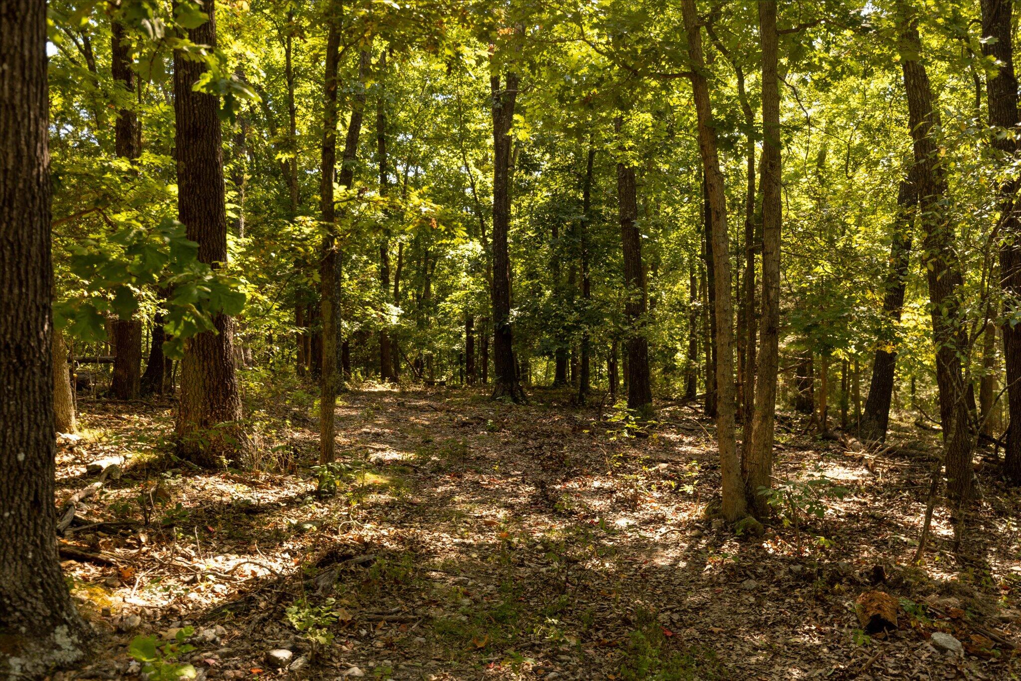 Photo 21 - Land for sale – 000  Watts Road  Rogersville, MO