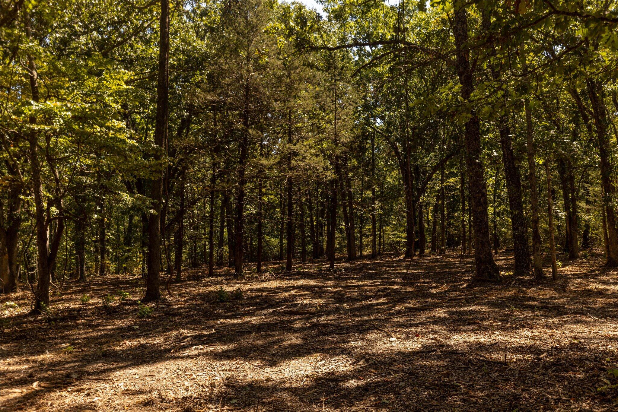 Photo 47 - Land for sale – 000  Watts Road  Rogersville, MO