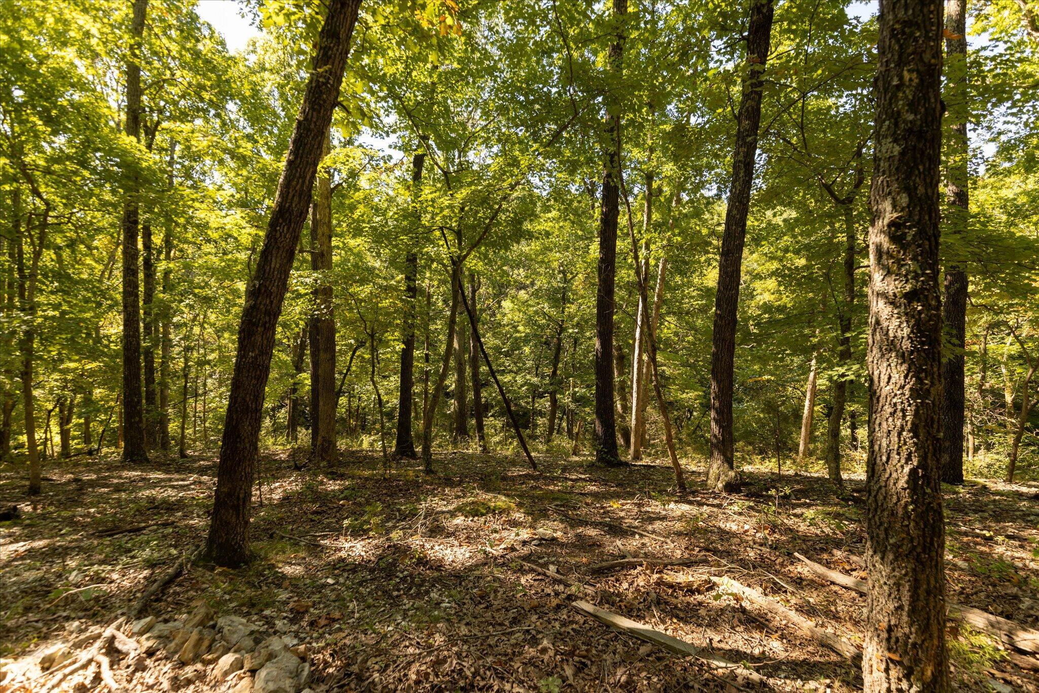 Photo 24 - Land for sale – 000  Watts Road  Rogersville, MO