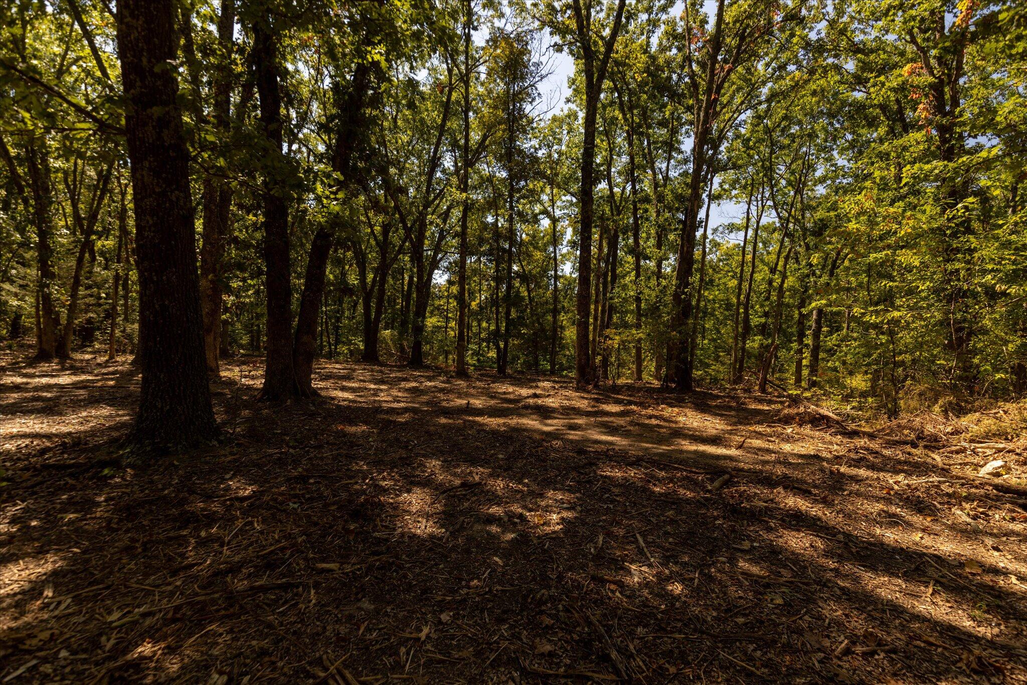 Photo 48 - Land for sale – 000  Watts Road  Rogersville, MO
