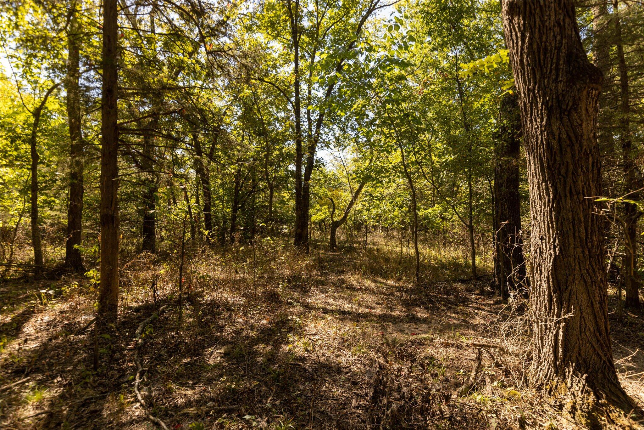 Photo 31 - Land for sale – 000  Watts Road  Rogersville, MO