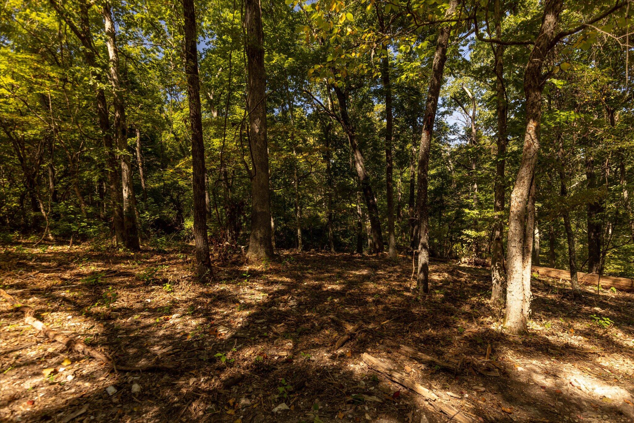 Photo 49 - Land for sale – 000  Watts Road  Rogersville, MO