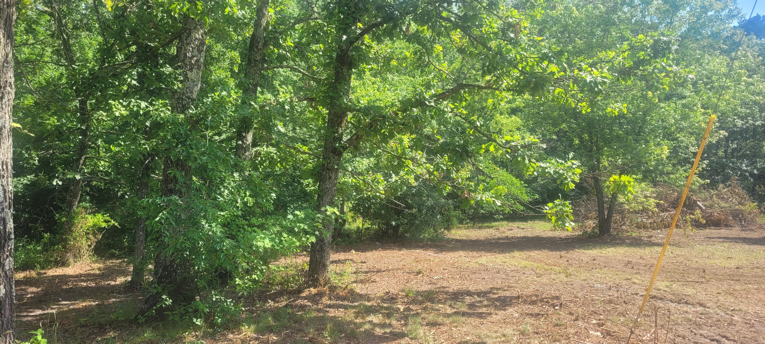 Photo 8 - Land for sale – 14730  Boiling Springs Road  Licking, MO