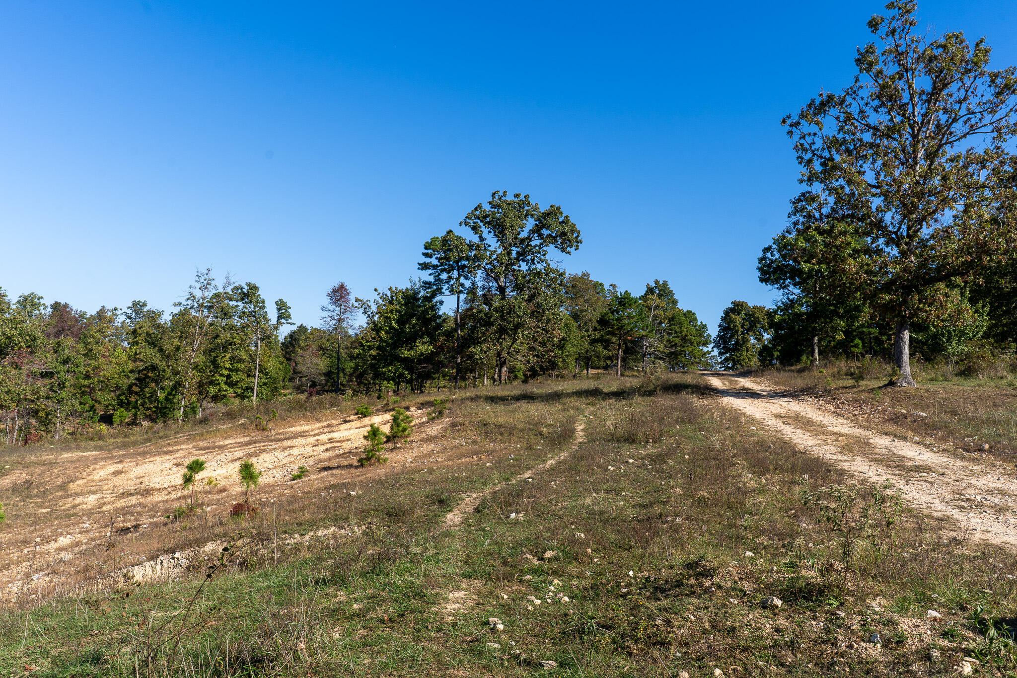 Photo 9 - Land for sale – 000  County Road 1130   Willow Springs, MO