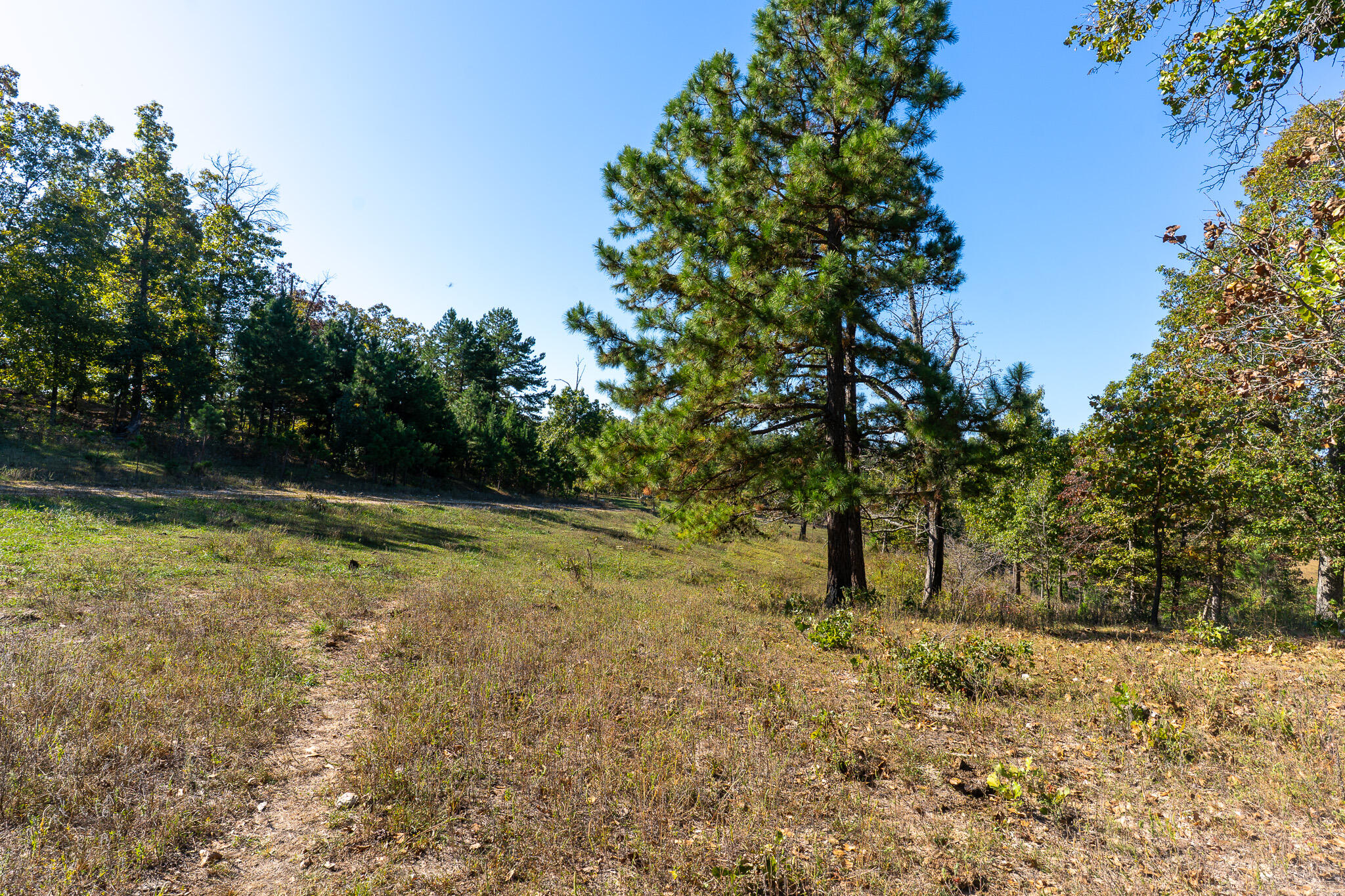 Photo 5 - Land for sale – 000  County Road 1130   Willow Springs, MO