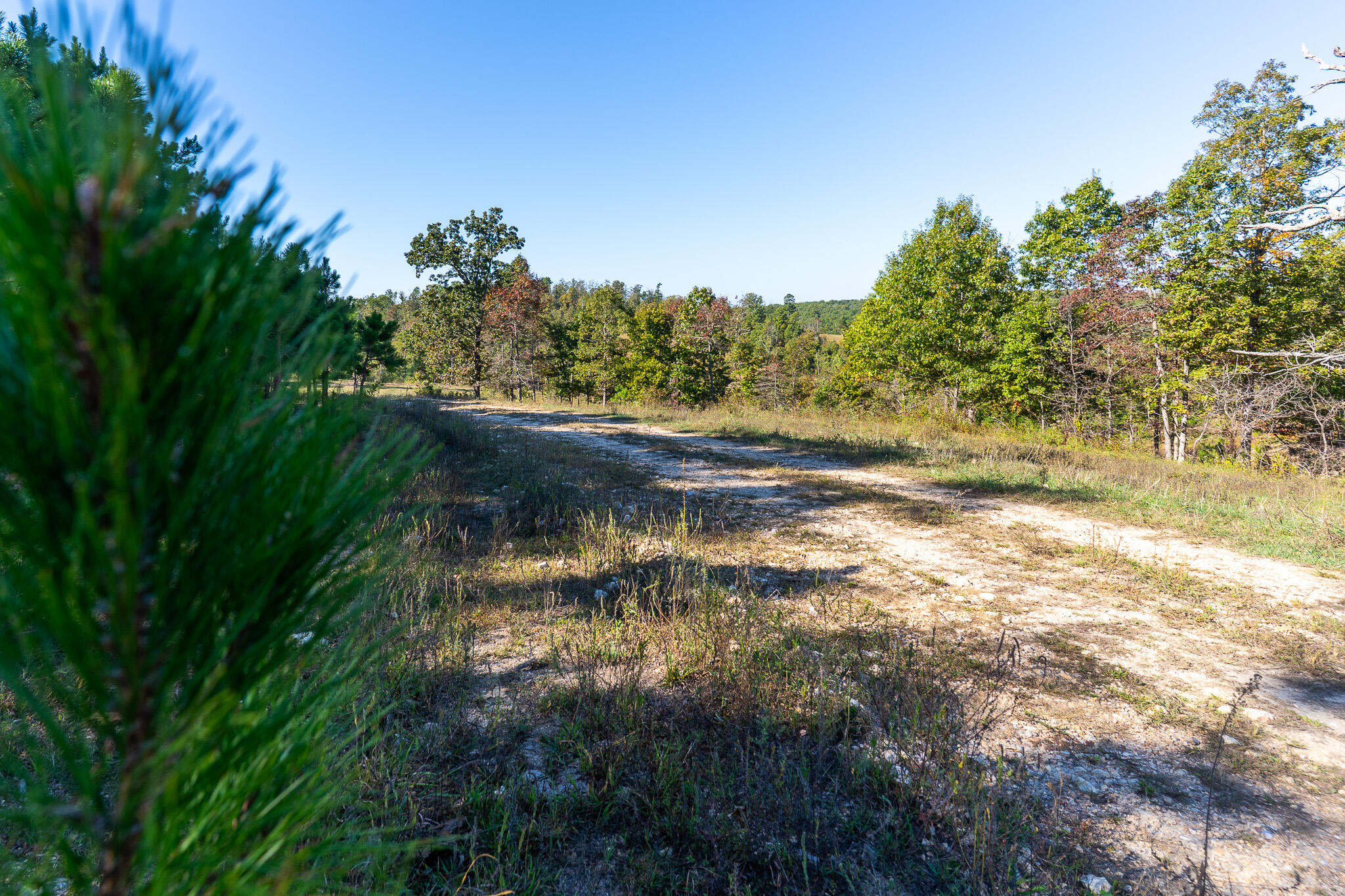 Photo 6 - Land for sale – 000  County Road 1130   Willow Springs, MO