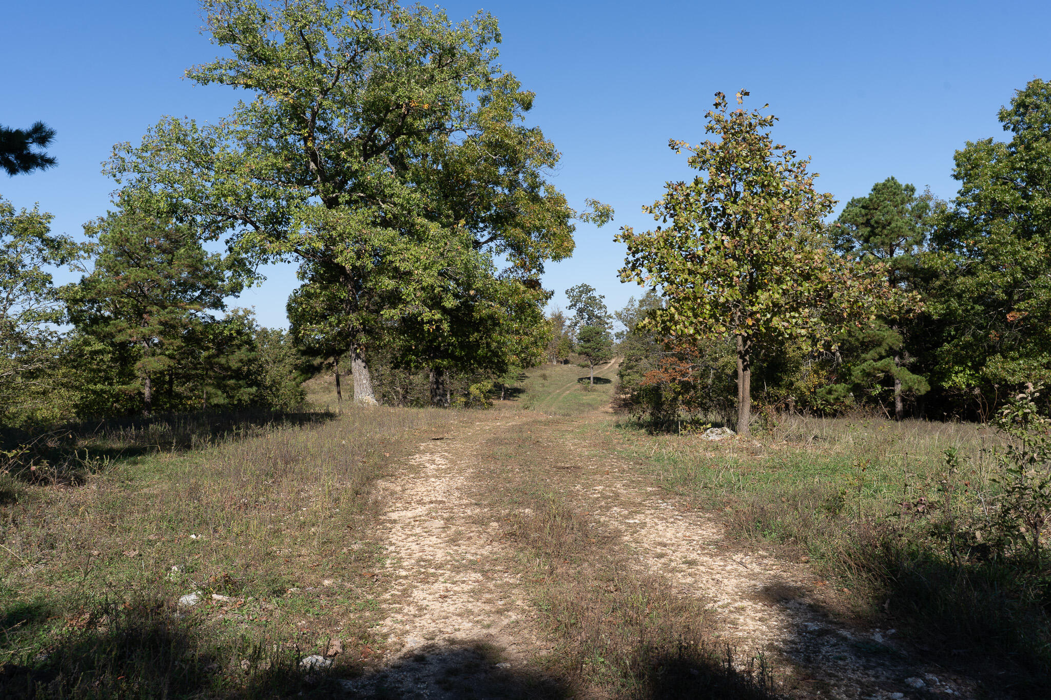 Photo 4 - Land for sale – 000  County Road 1130   Willow Springs, MO