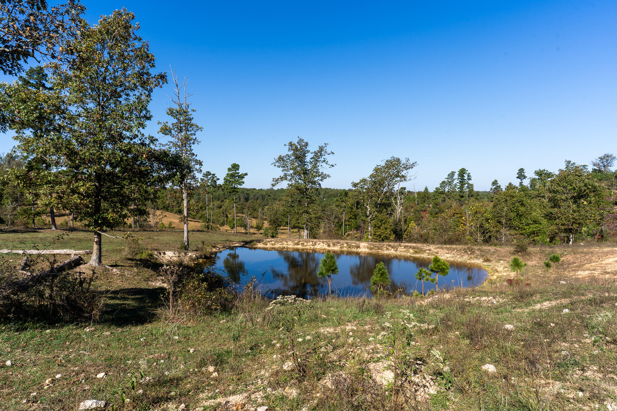 Photo 7 - Land for sale – 000  County Road 1130   Willow Springs, MO