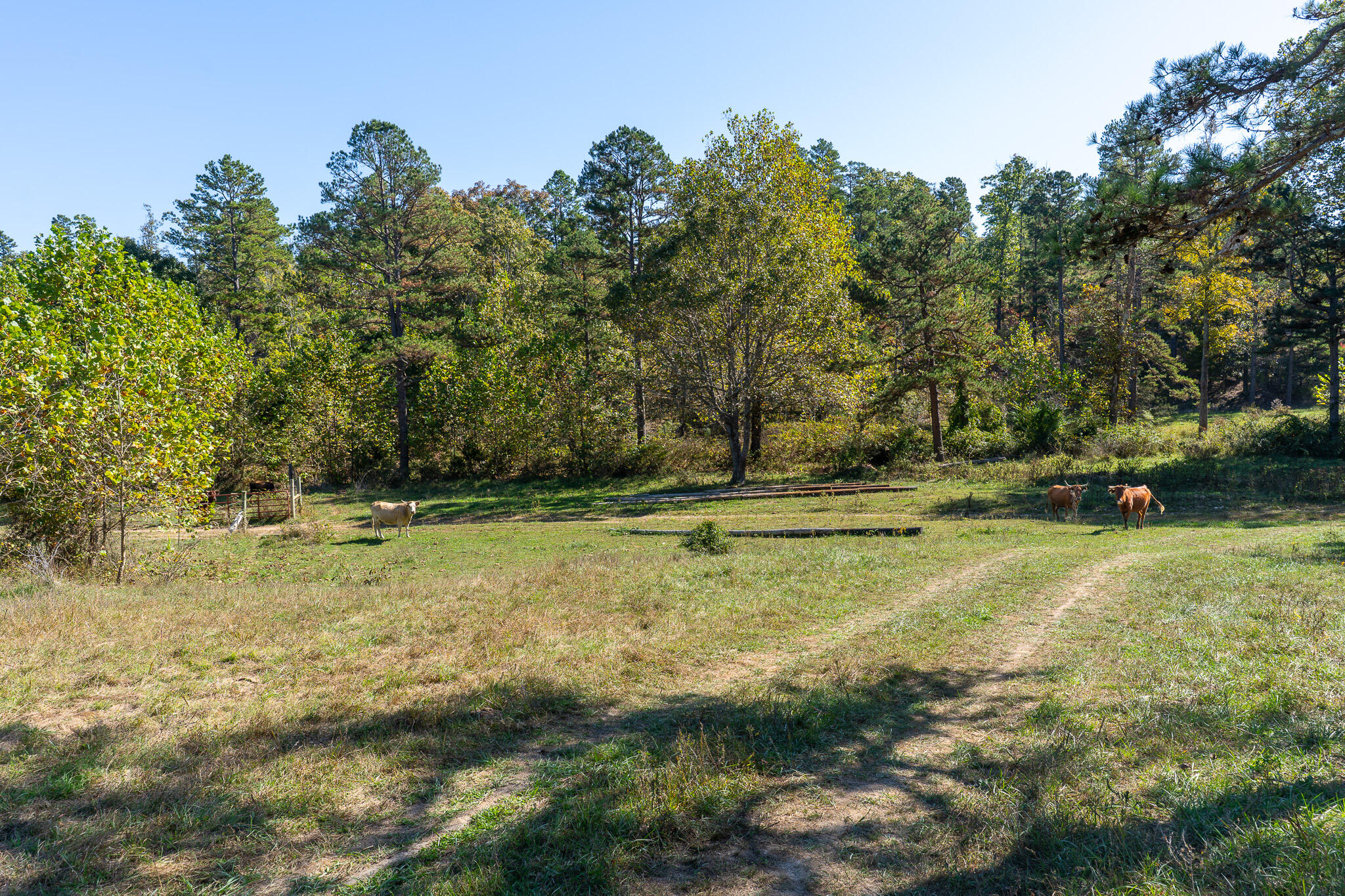 Photo 13 - Land for sale – 000  County Road 1130   Willow Springs, MO