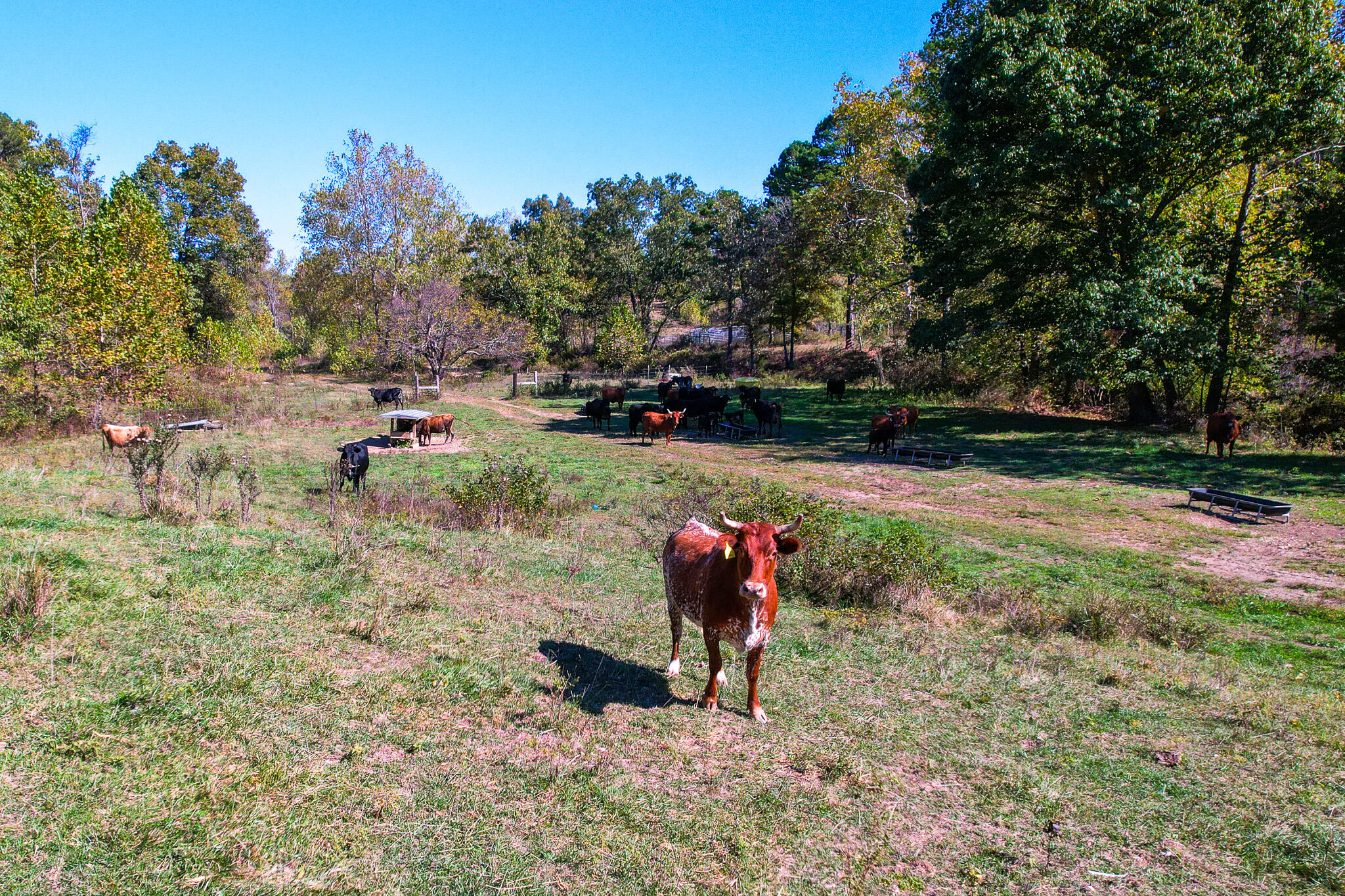 Photo 32 - Land for sale – 000  County Road 1130   Willow Springs, MO