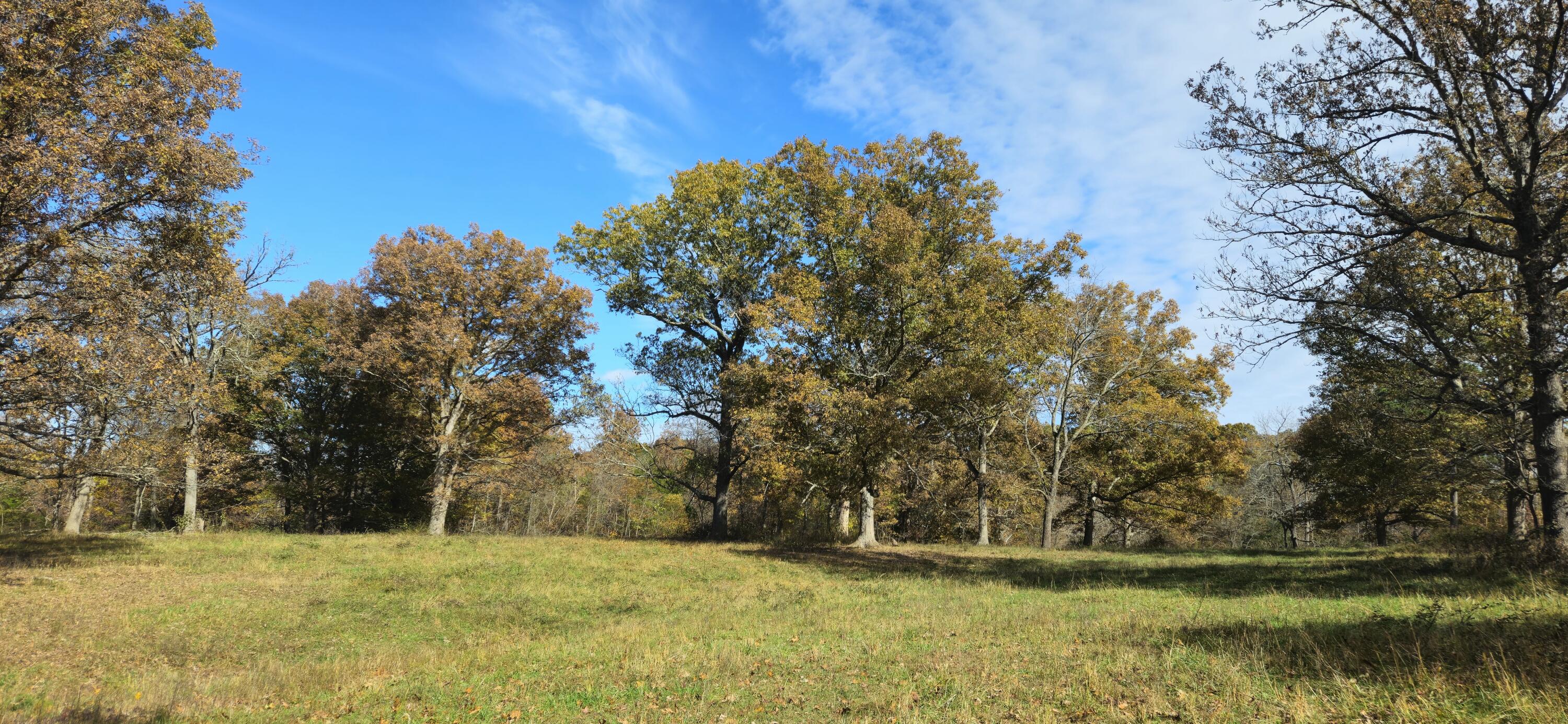 Photo 52 - Farm for sale – 205  County Road 6550   Salem, MO