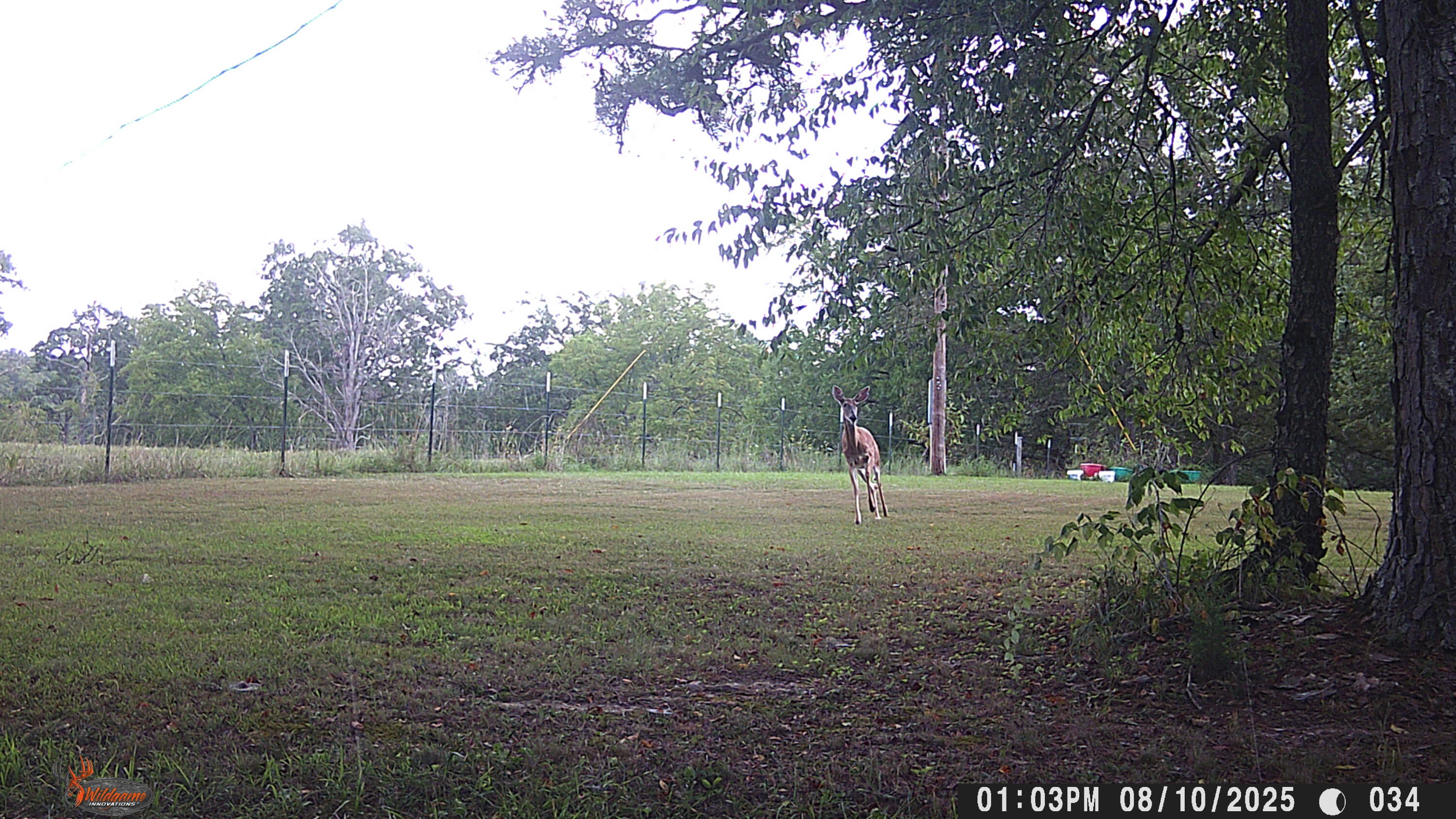 Photo 84 - Farm for sale – 205  County Road 6550   Salem, MO