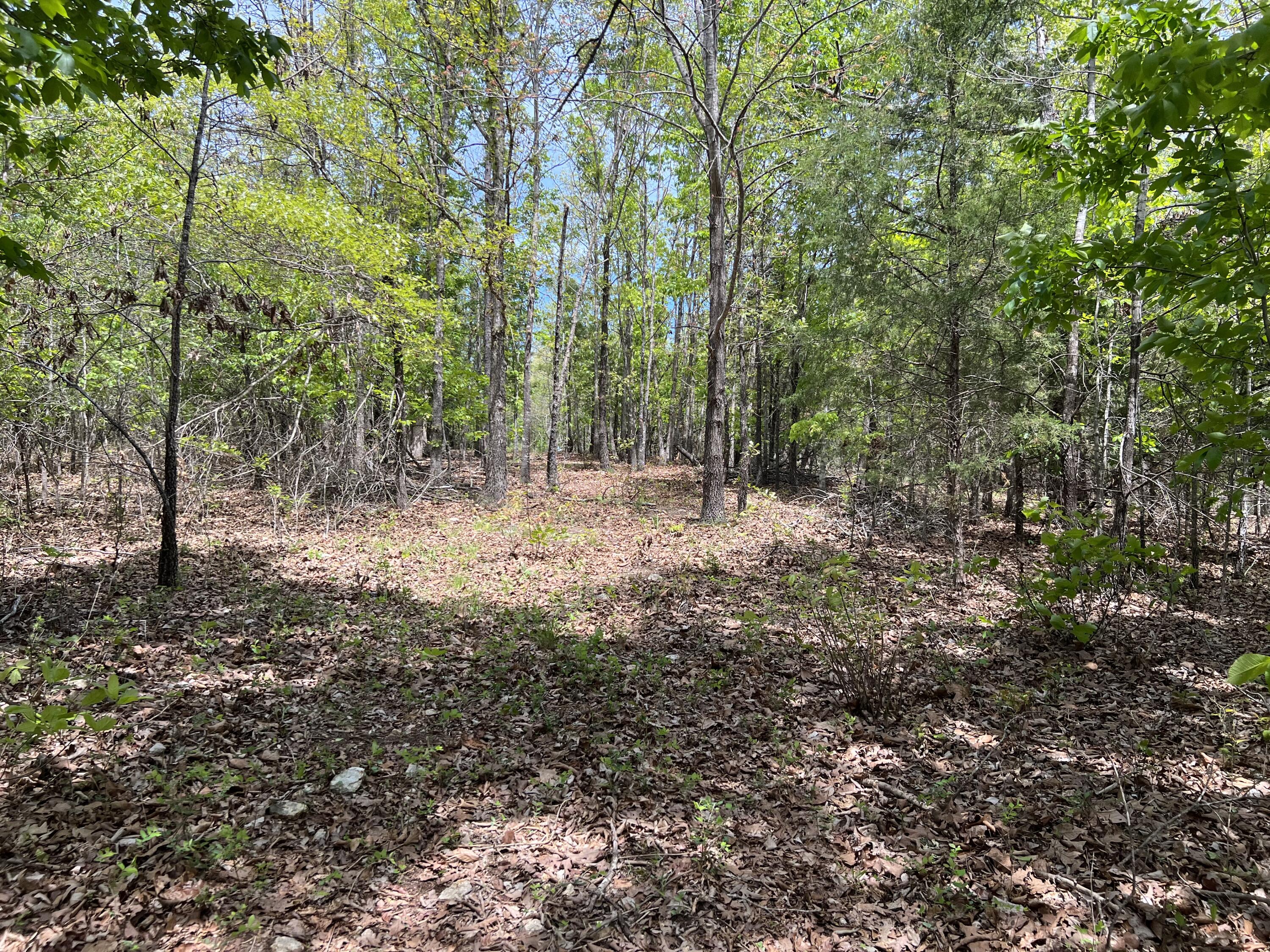 Photo 11 - Land for sale – 000  County Road P-309   Alton, MO