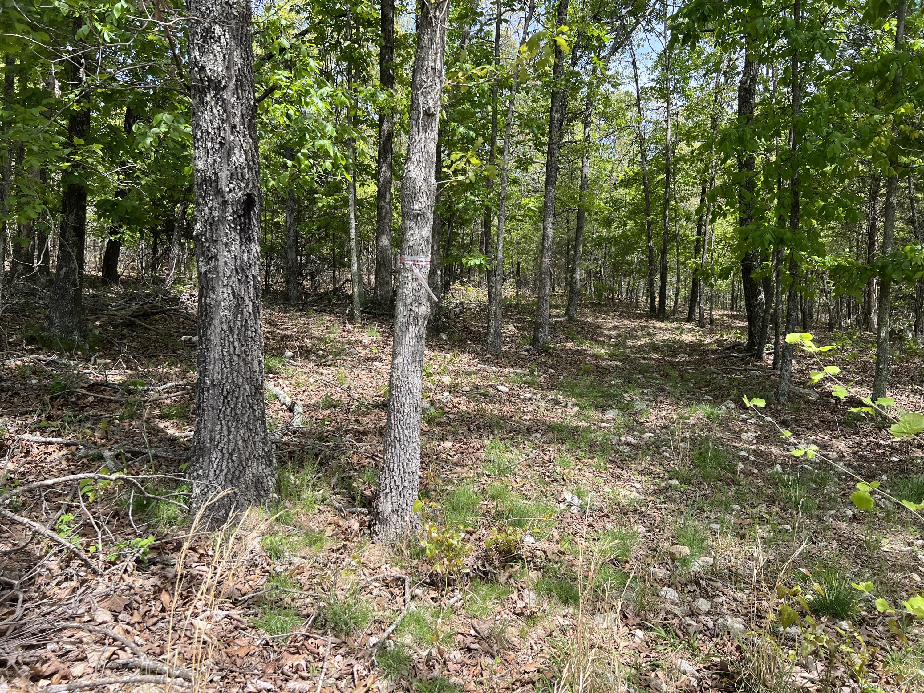 Photo 10 - Land for sale – 000  County Road P-309   Alton, MO