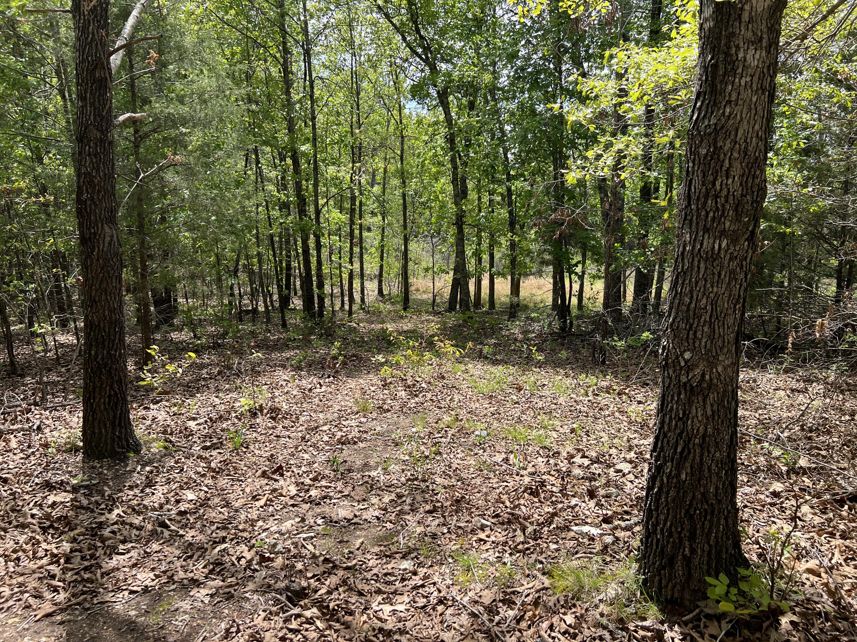 Photo 9 - Land for sale – 000  County Road P-309   Alton, MO
