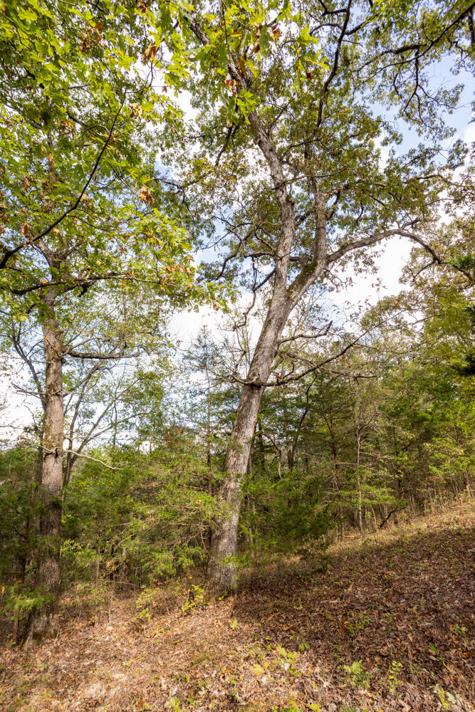 Photo 41 - Land for sale – 000  County Road 309   Gainesville, MO
