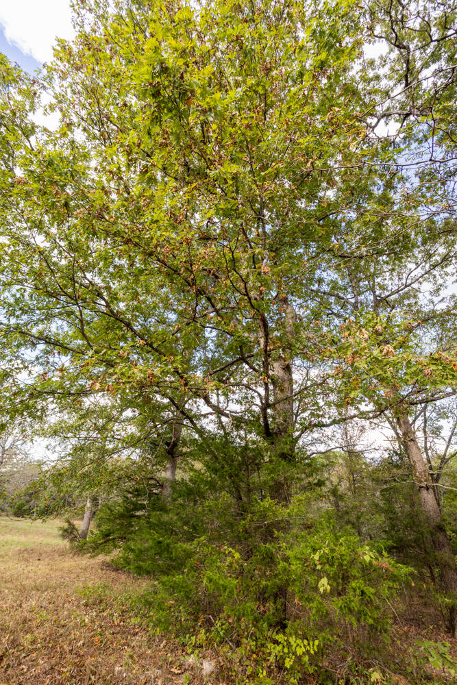 Photo 40 - Land for sale – 000  County Road 309   Gainesville, MO