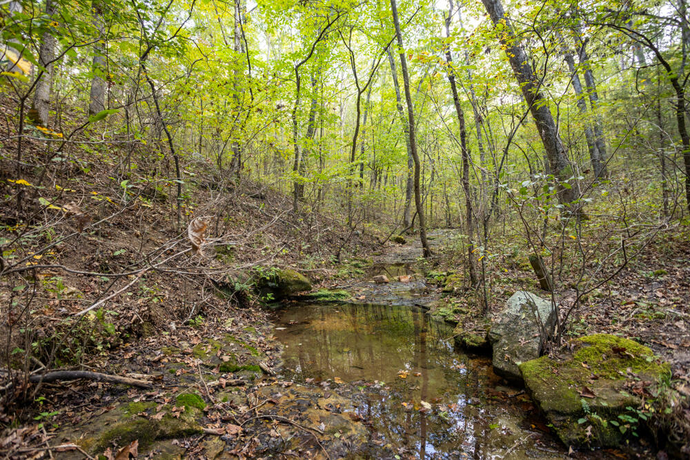 Photo 57 - Land for sale – 000  County Road 309   Gainesville, MO