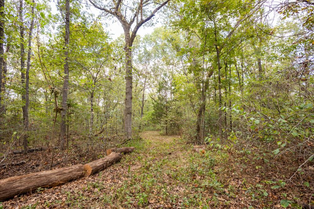 Photo 42 - Land for sale – 000  County Road 309   Gainesville, MO