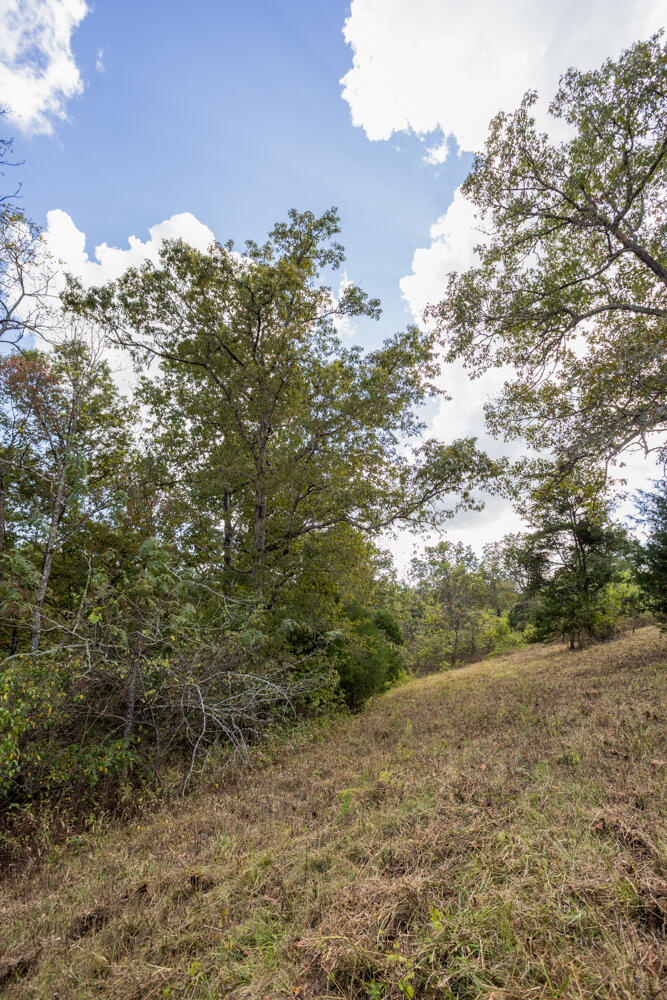 Photo 49 - Land for sale – 000  County Road 309   Gainesville, MO