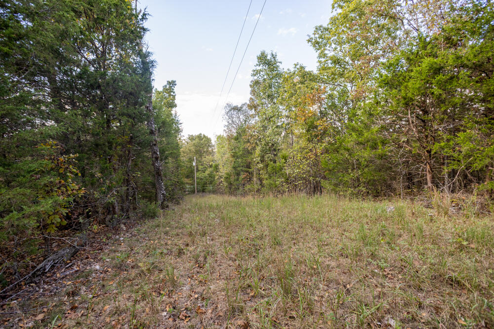 Photo 60 - Land for sale – 000  County Road 309   Gainesville, MO