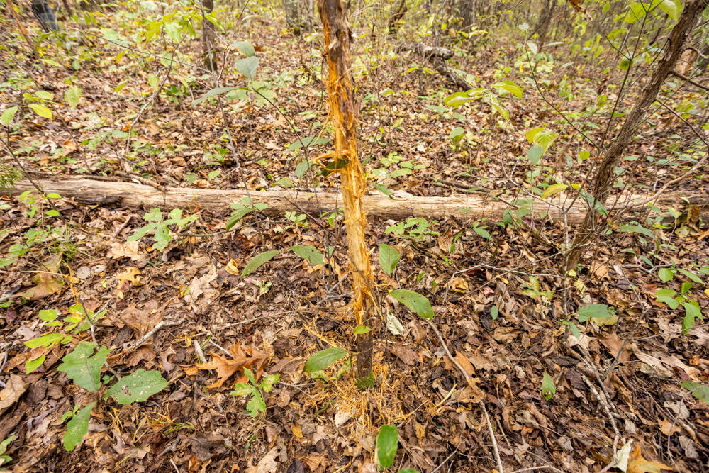 Photo 43 - Land for sale – 000  County Road 309   Gainesville, MO