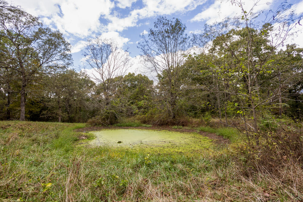Photo 23 - Land for sale – 000  County Road 309   Gainesville, MO