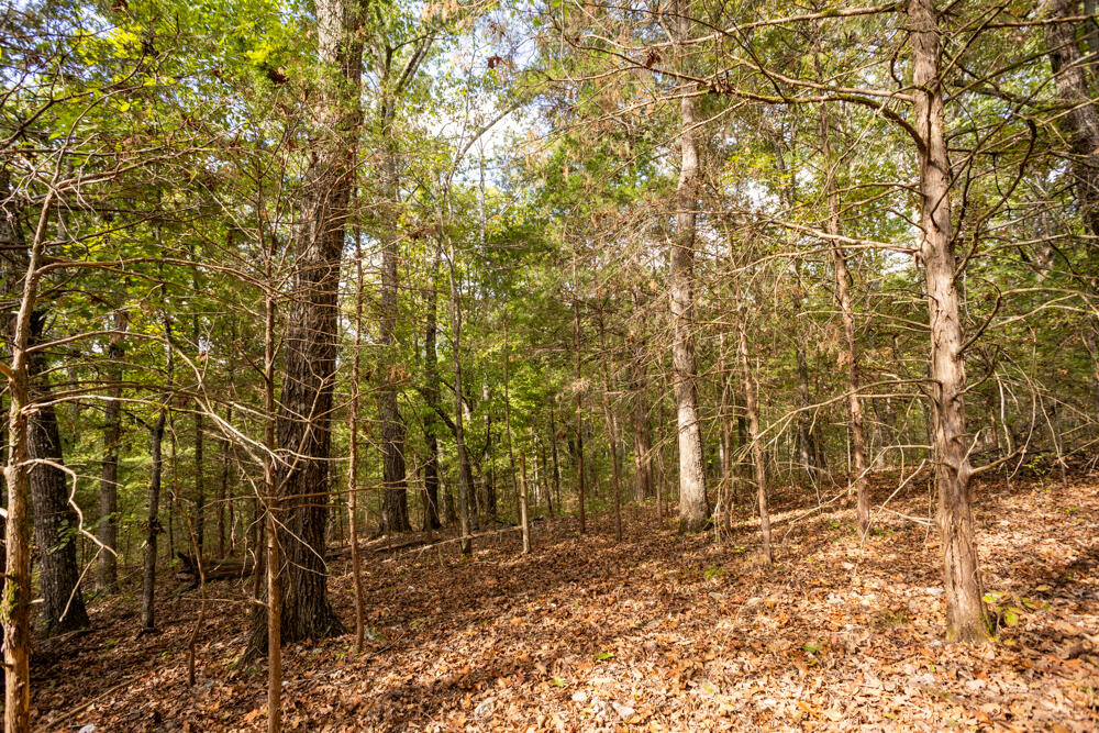 Photo 34 - Land for sale – 000  County Road 309   Gainesville, MO