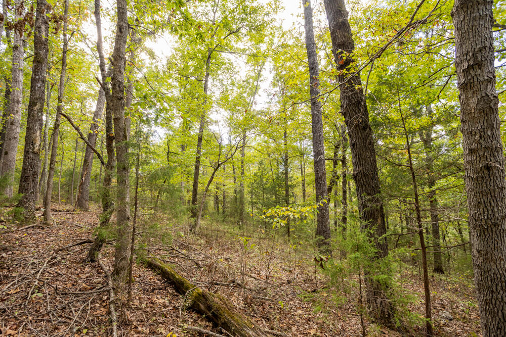 Photo 44 - Land for sale – 000  County Road 309   Gainesville, MO