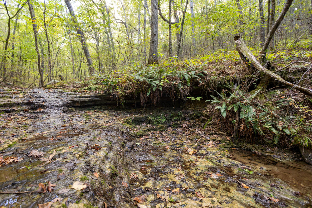 Photo 59 - Land for sale – 000  County Road 309   Gainesville, MO
