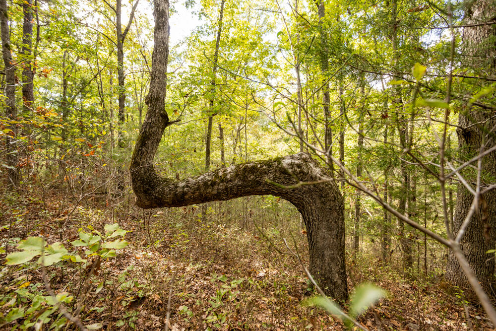 Photo 46 - Land for sale – 000  County Road 309   Gainesville, MO