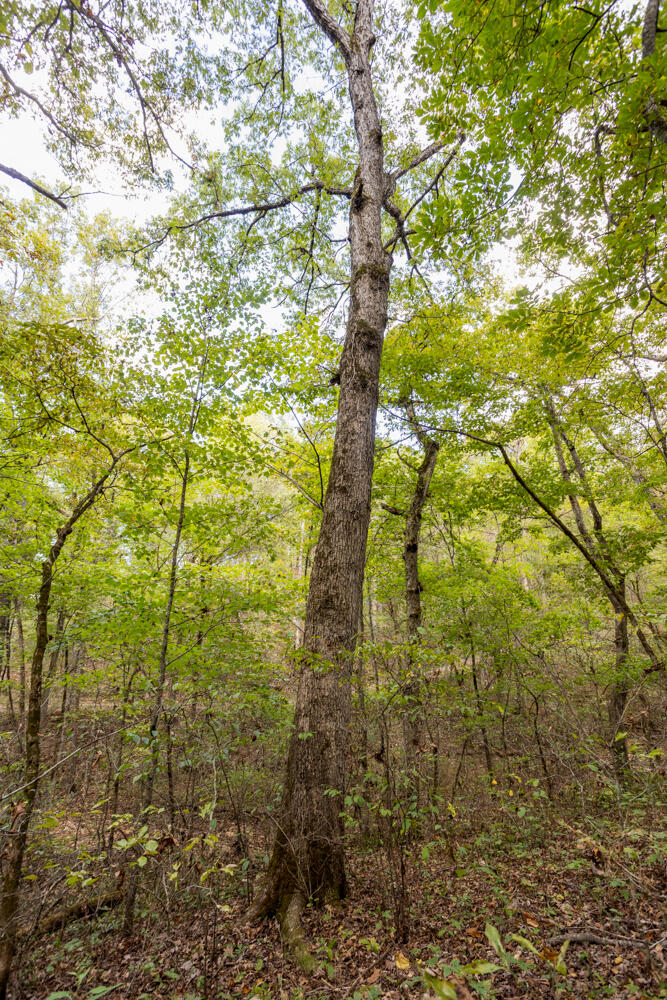 Photo 47 - Land for sale – 000  County Road 309   Gainesville, MO