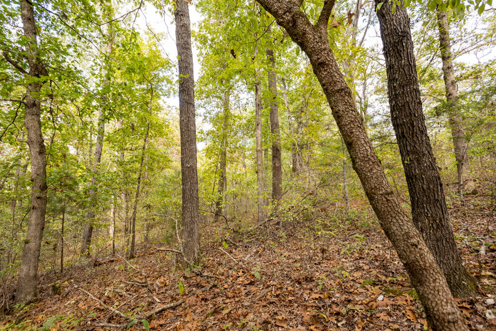 Photo 35 - Land for sale – 000  County Road 309   Gainesville, MO