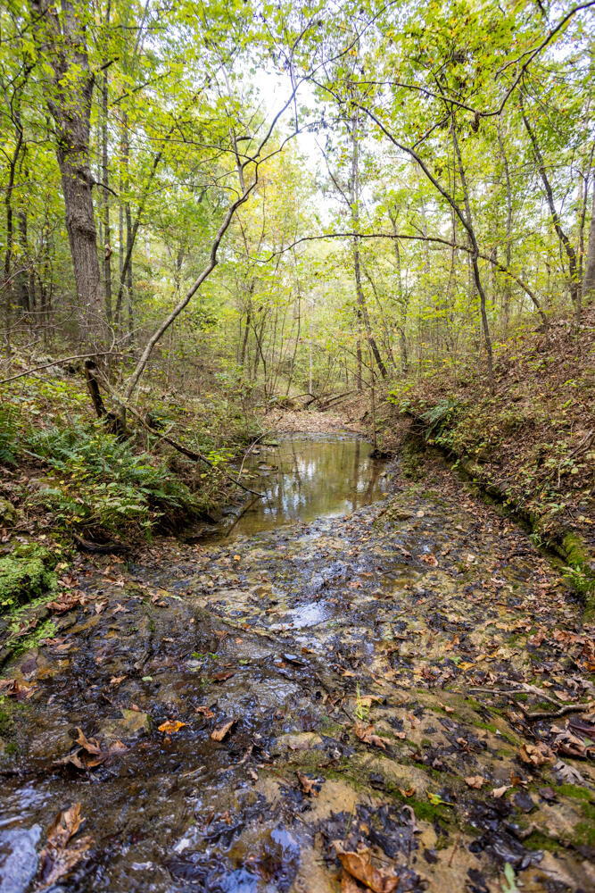 Photo 58 - Land for sale – 000  County Road 309   Gainesville, MO