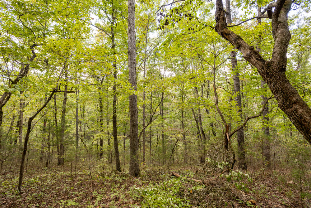 Photo 45 - Land for sale – 000  County Road 309   Gainesville, MO