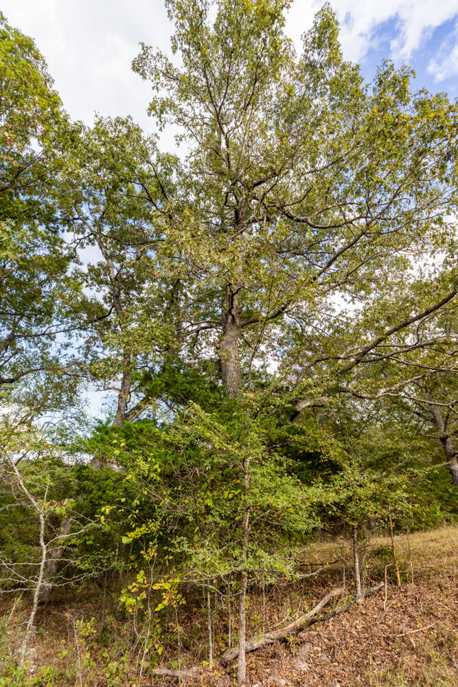Photo 39 - Land for sale – 000  County Road 309   Gainesville, MO