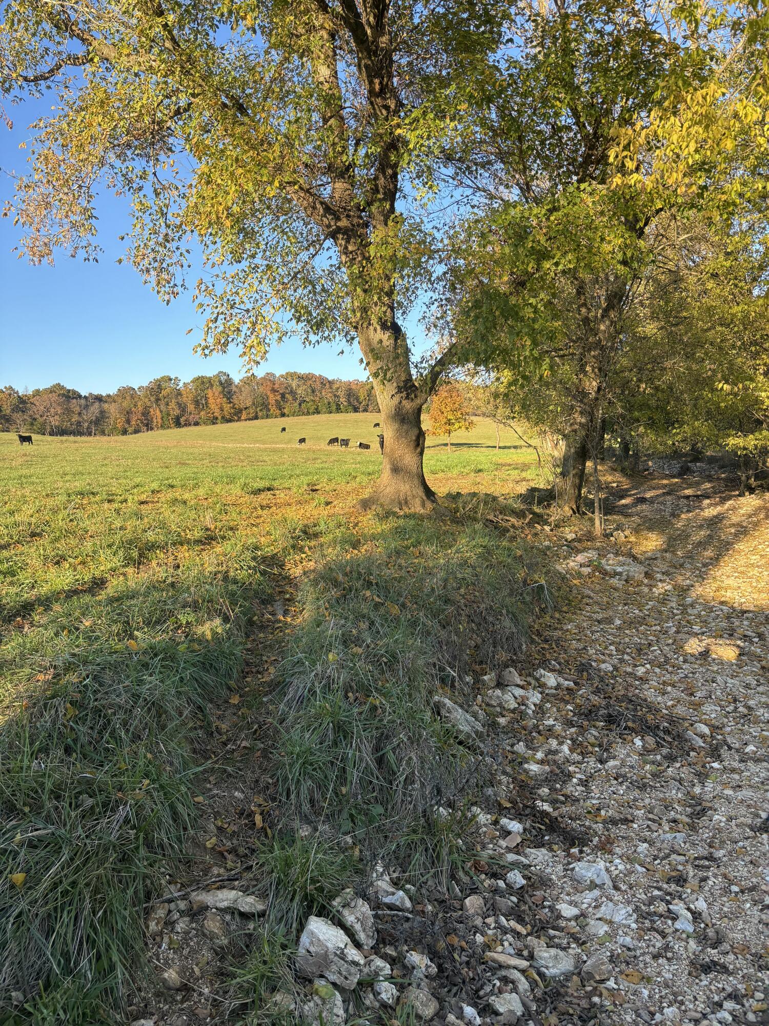 Photo 45 - Farm for sale – Hc 73  County Road 245   Drury, MO
