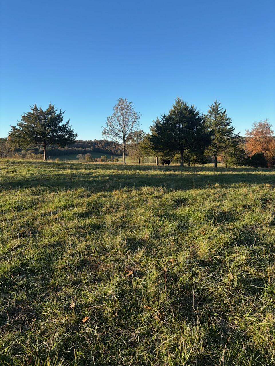 Photo 65 - Farm for sale – Hc 73  County Road 245   Drury, MO